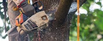 Best Tree Mulching  in Oak Trail Shores, TX