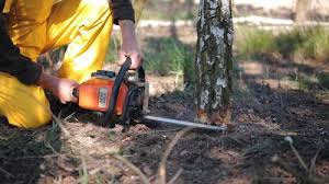 Best Tree Mulching  in Oak Trail Shores, TX