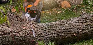 Best Utility Line Clearance  in Oak Trail Shores, TX