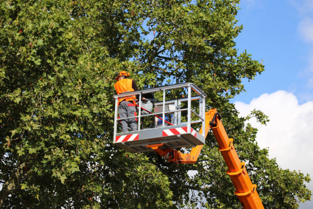 Best Weed Control  in Oak Trail Shores, TX