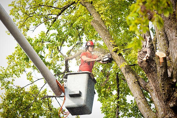 Best Emergency Tree Removal  in Oak Trail Shores, TX