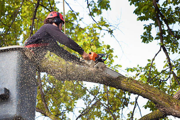 Best Arborist Consultation Services  in Oak Trail Shores, TX