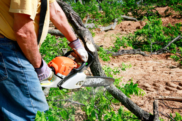 Reliable Oak Trail Shores, TX Tree Services Solutions